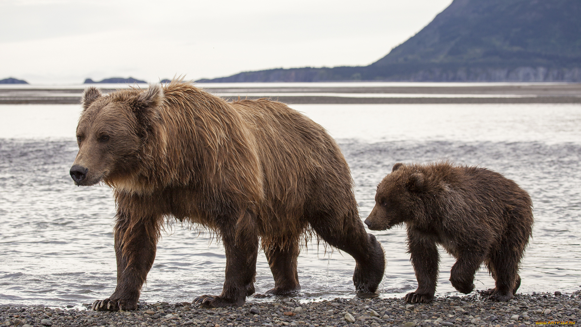 животные, медведи, hallo, bay, bear, camp, katmai, national, park, alaska, национальный, парк, катмай, аляска, бурые, медведица, медвежонок