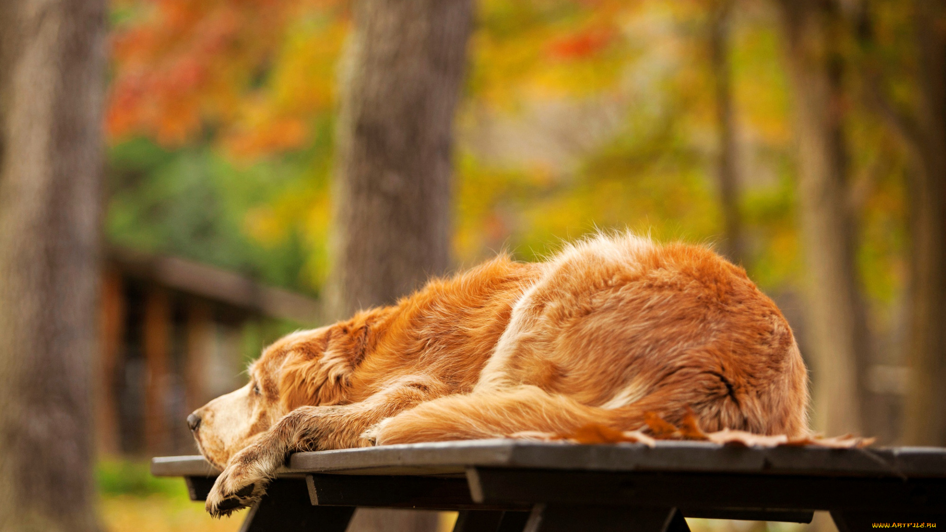 животные, собаки, лежит, золотистый, природа, стол, ретривер, осень, деревья