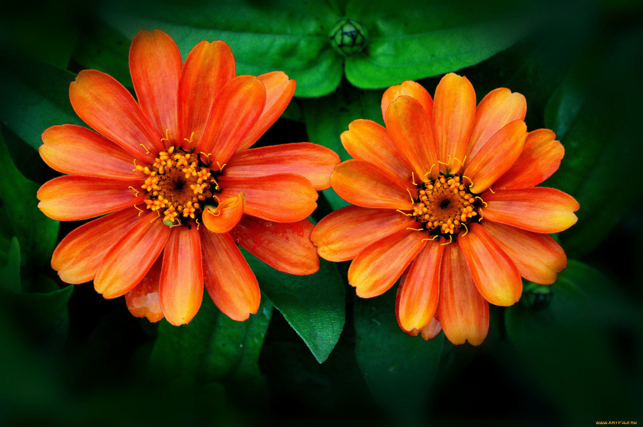 цветы, календула, оранжевый