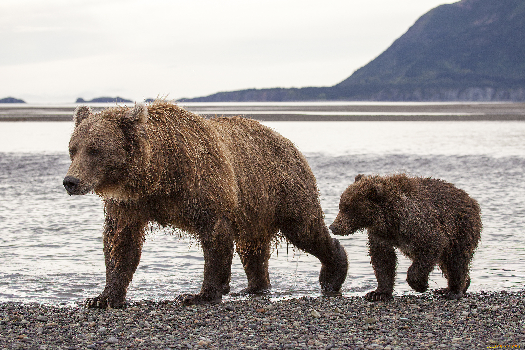 животные, медведи, hallo, bay, bear, camp, katmai, national, park, alaska, национальный, парк, катмай, аляска, бурые, медведица, медвежонок