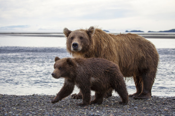 Картинка hallo bay bear camp katmai national park alaska животные медведи национальный парк катмай аляска бурые медведица медвежонок