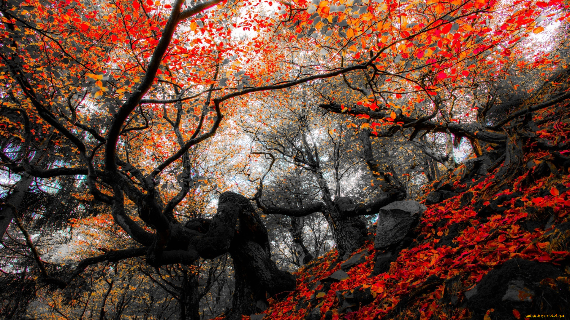 разное, компьютерный, дизайн, nature, forest, park, trees, leaves, colorful, autumn, fall, colors, walk, листья, осень, природа, деревья, лес, парк