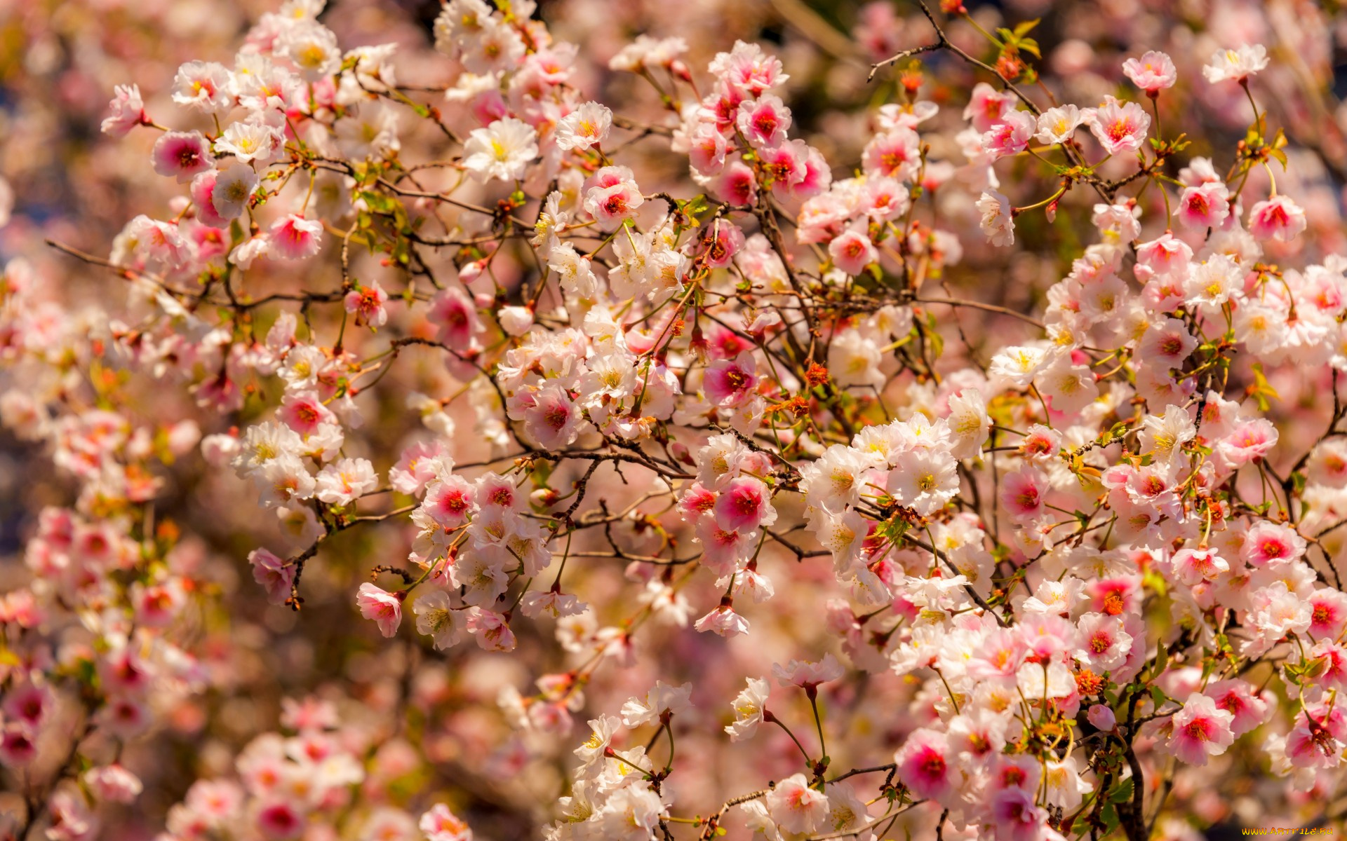 цветы, цветущие, деревья, , , кустарники, весна, деревья, природа, trees, spring, flowers, nature