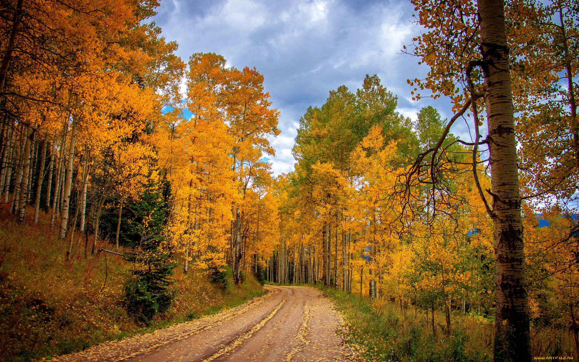 природа, дороги, nature, forest, park, trees, leaves, colorful, road, path, autumn, fall, colors, walk, листья, осень, деревья, дорога, лес, парк