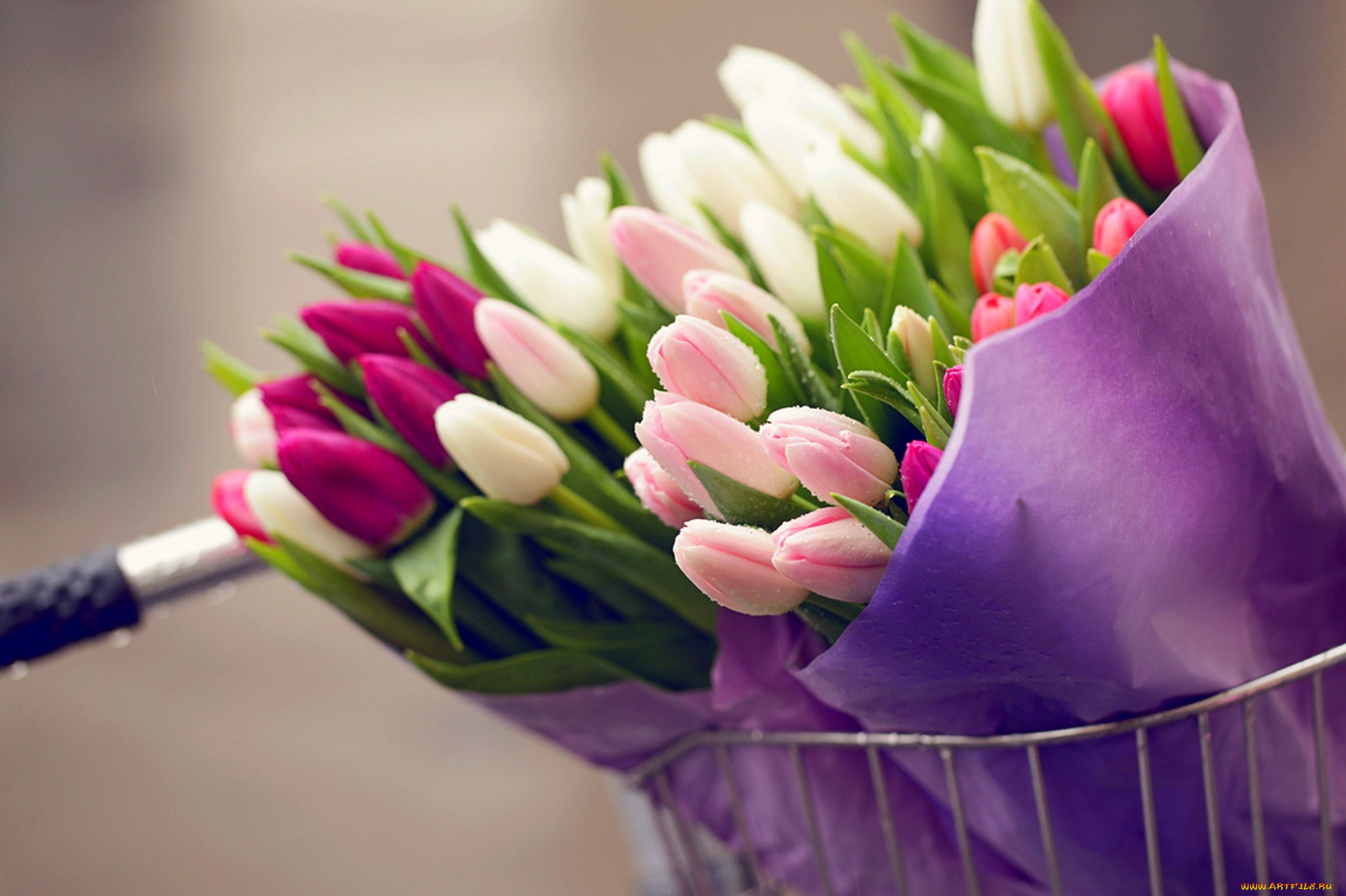 цветы, тюльпаны, flowers, bouquet, tulips, drops, bike, букет, капли, велосипед