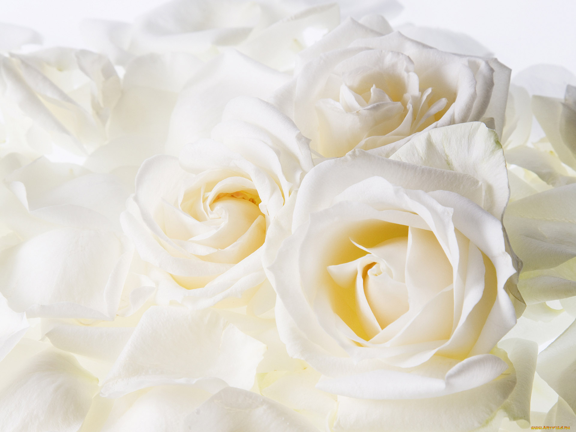 цветы, розы, нежность, букет, белые