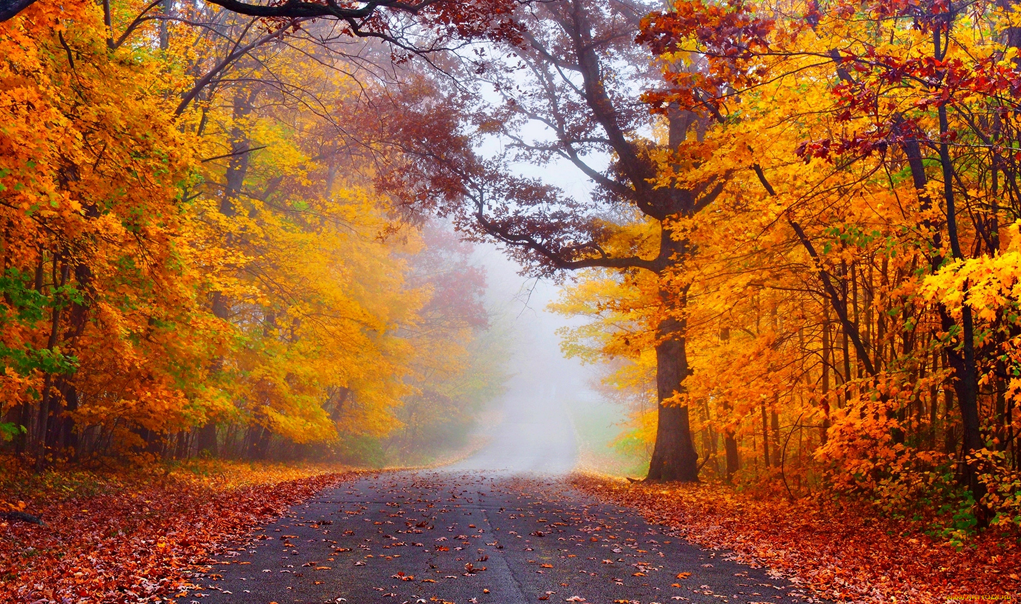 природа, дороги, nature, forest, park, trees, leaves, colorful, road, path, autumn, fall, colors, walk, листья, осень, деревья, дорога, лес, парк