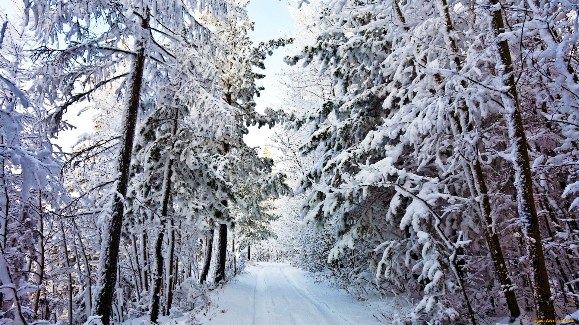 природа, дороги, дорога, лес, зима, снег, деревья