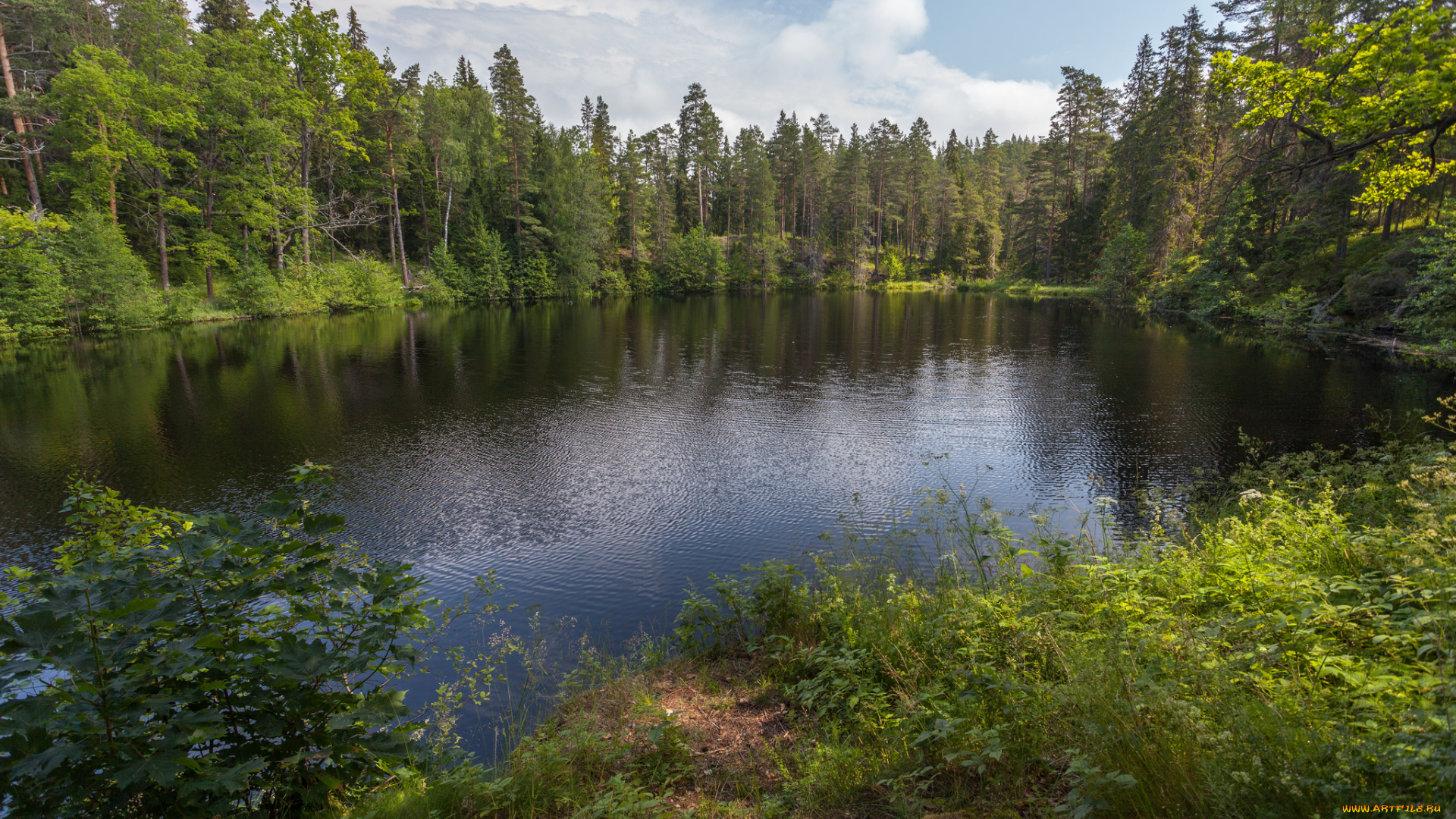 природа, реки, озера, река, лес