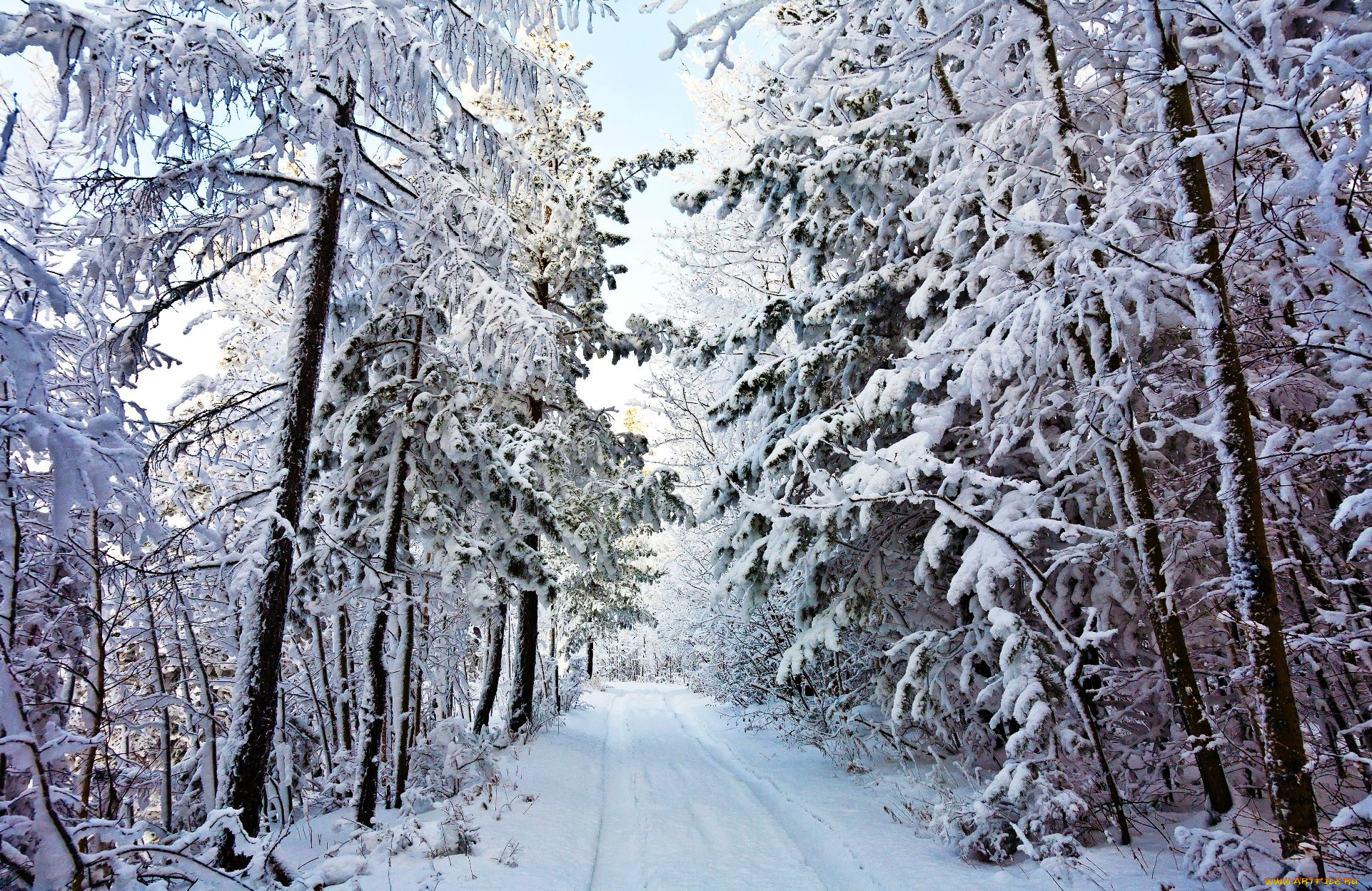 природа, дороги, дорога, лес, зима, снег, деревья