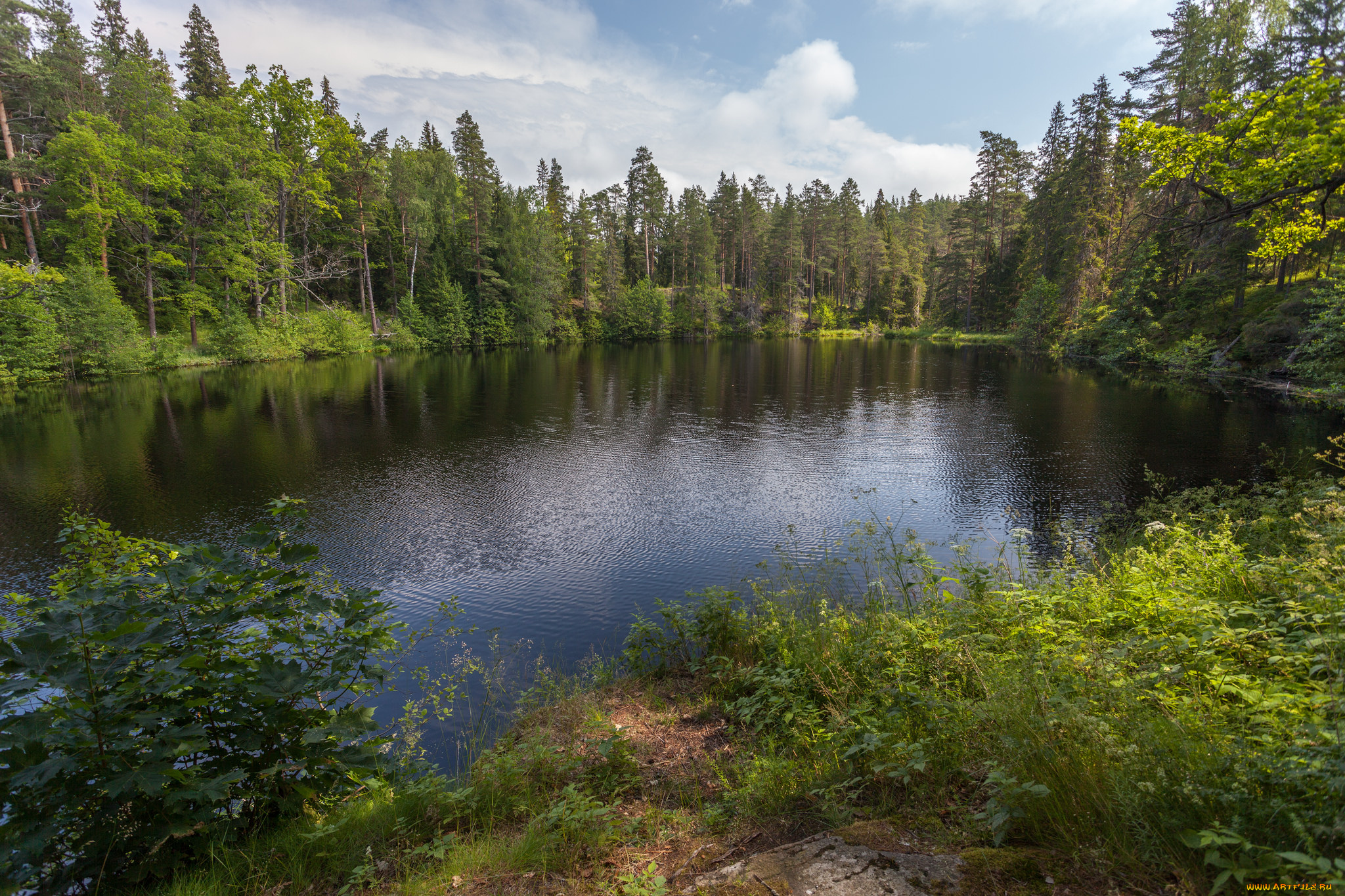 природа, реки, озера, река, лес