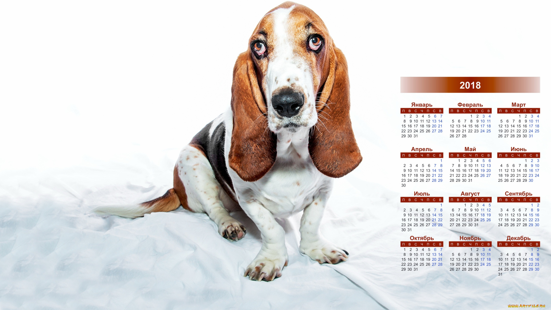 календари, животные, собака, взгляд, 2018