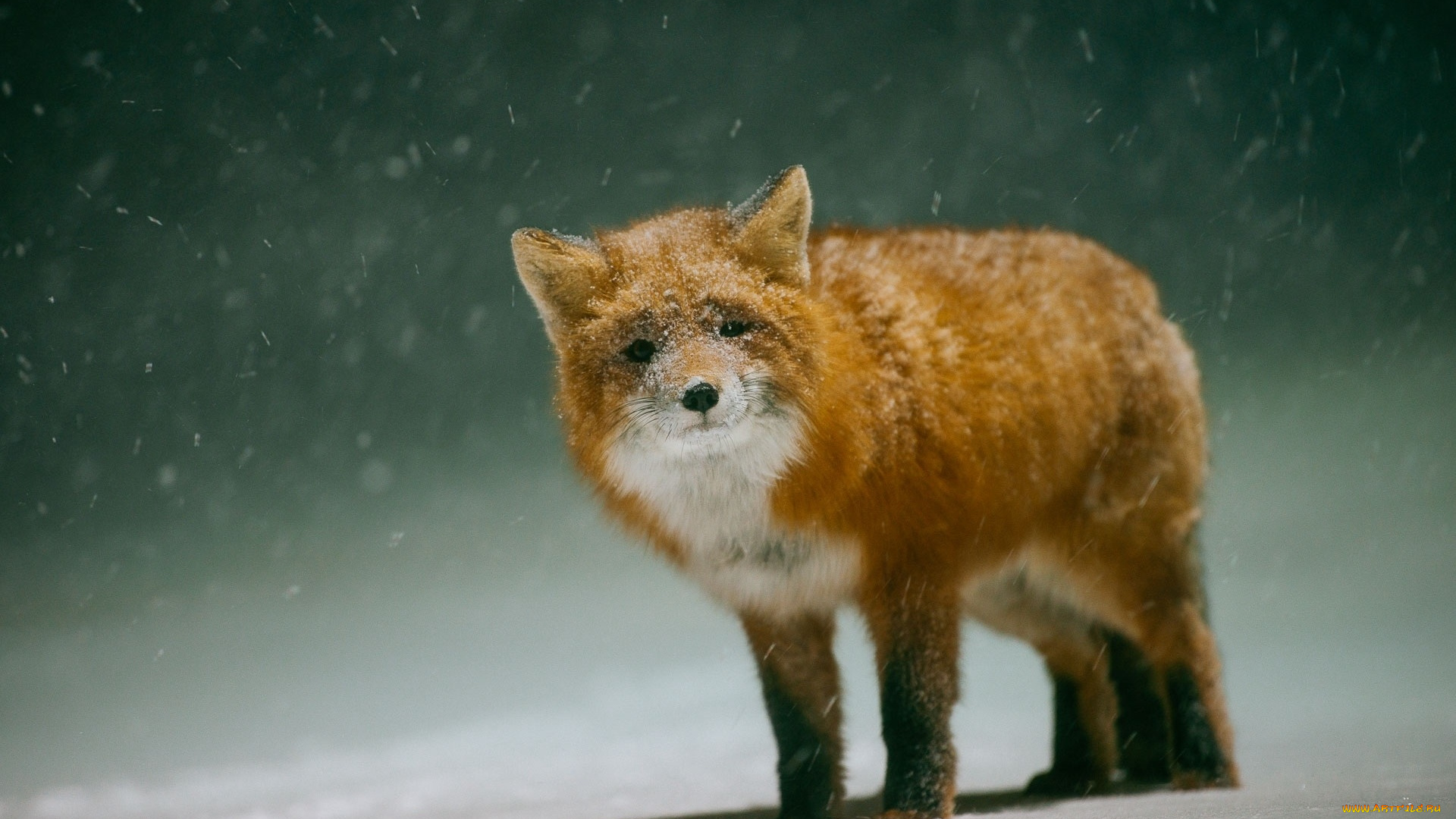 животные, лисы, лиса, зима, снег