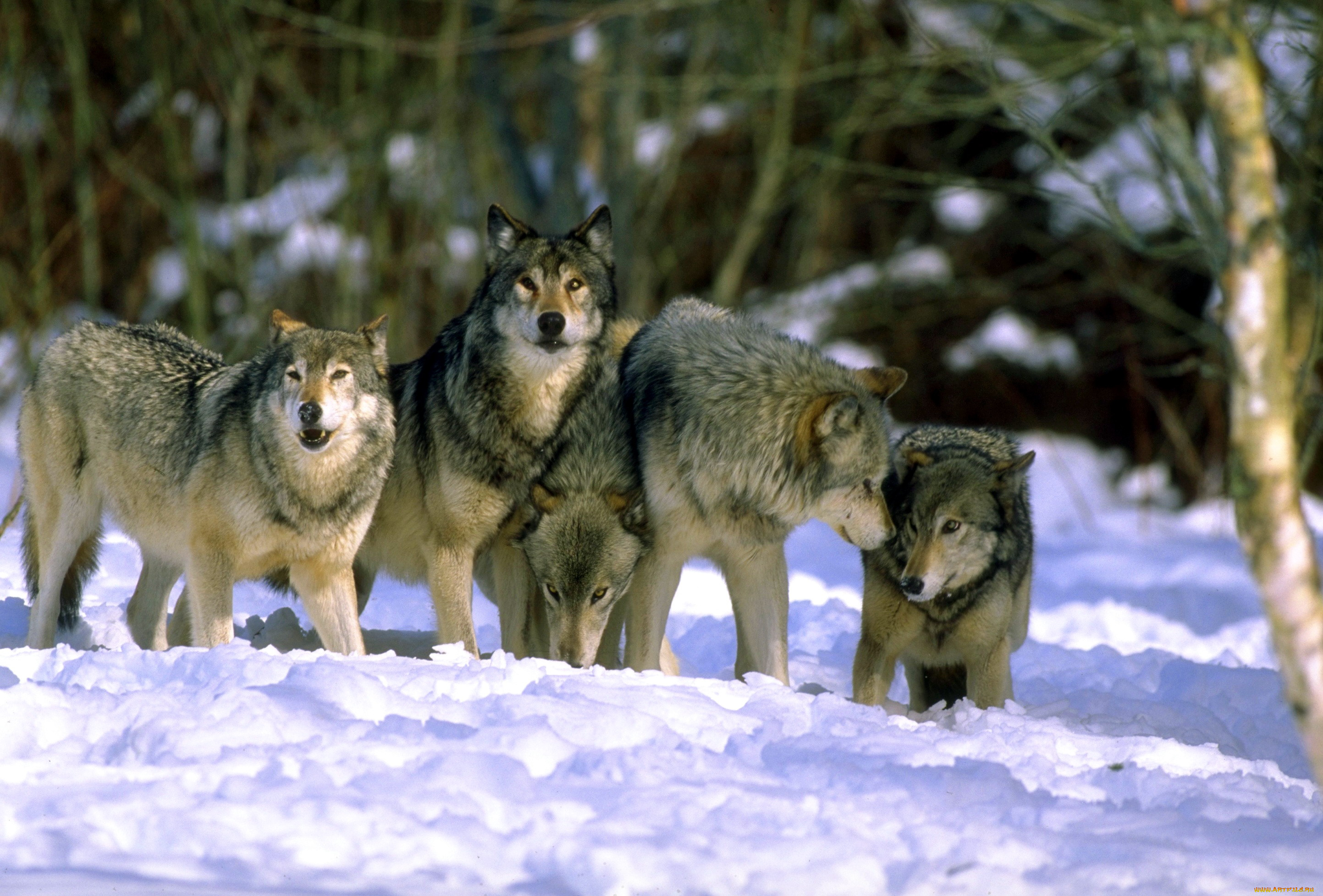 животные, волки, , койоты, , шакалы, лес, зима, снег, стая