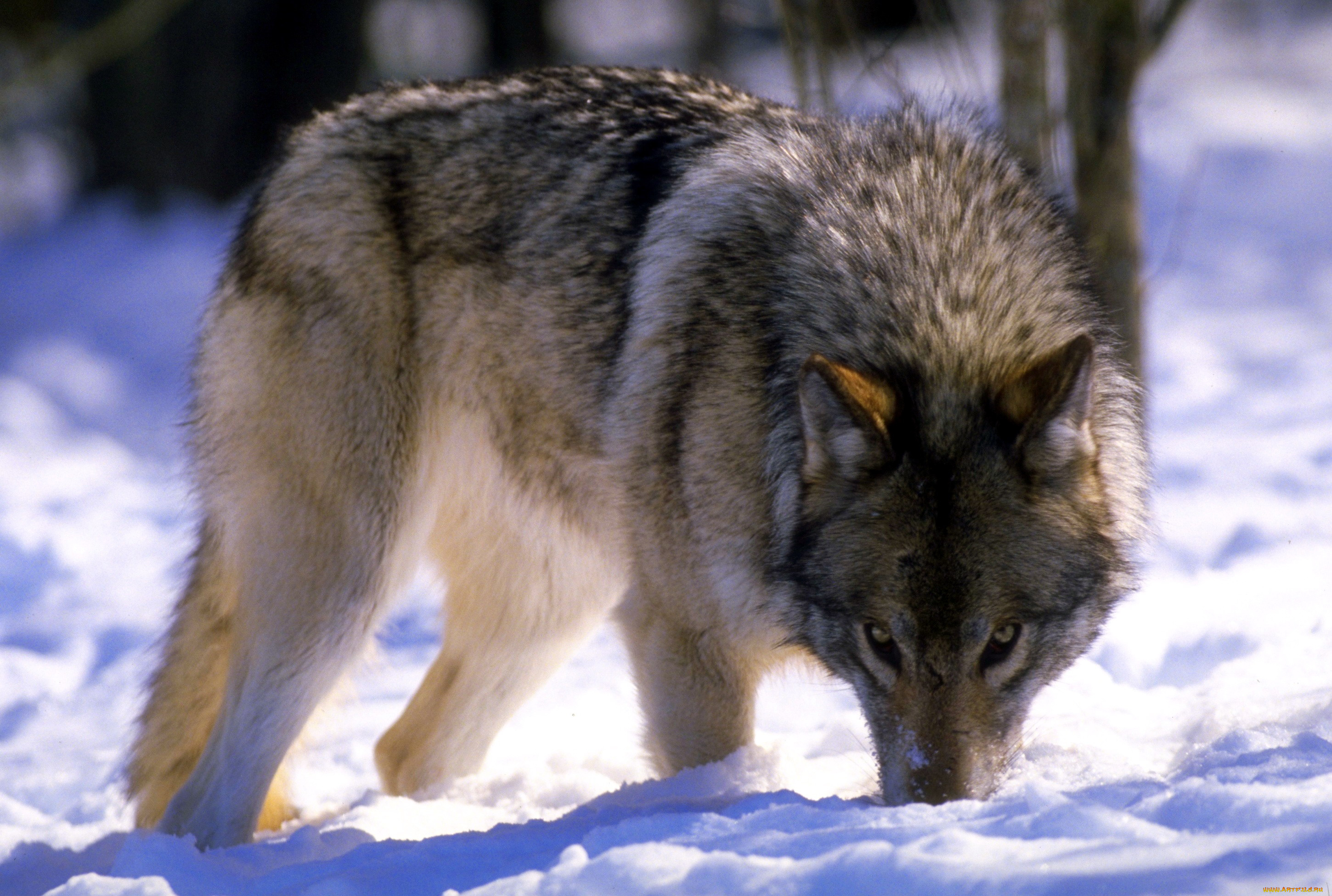животные, волки, , койоты, , шакалы, снег, волк, зима