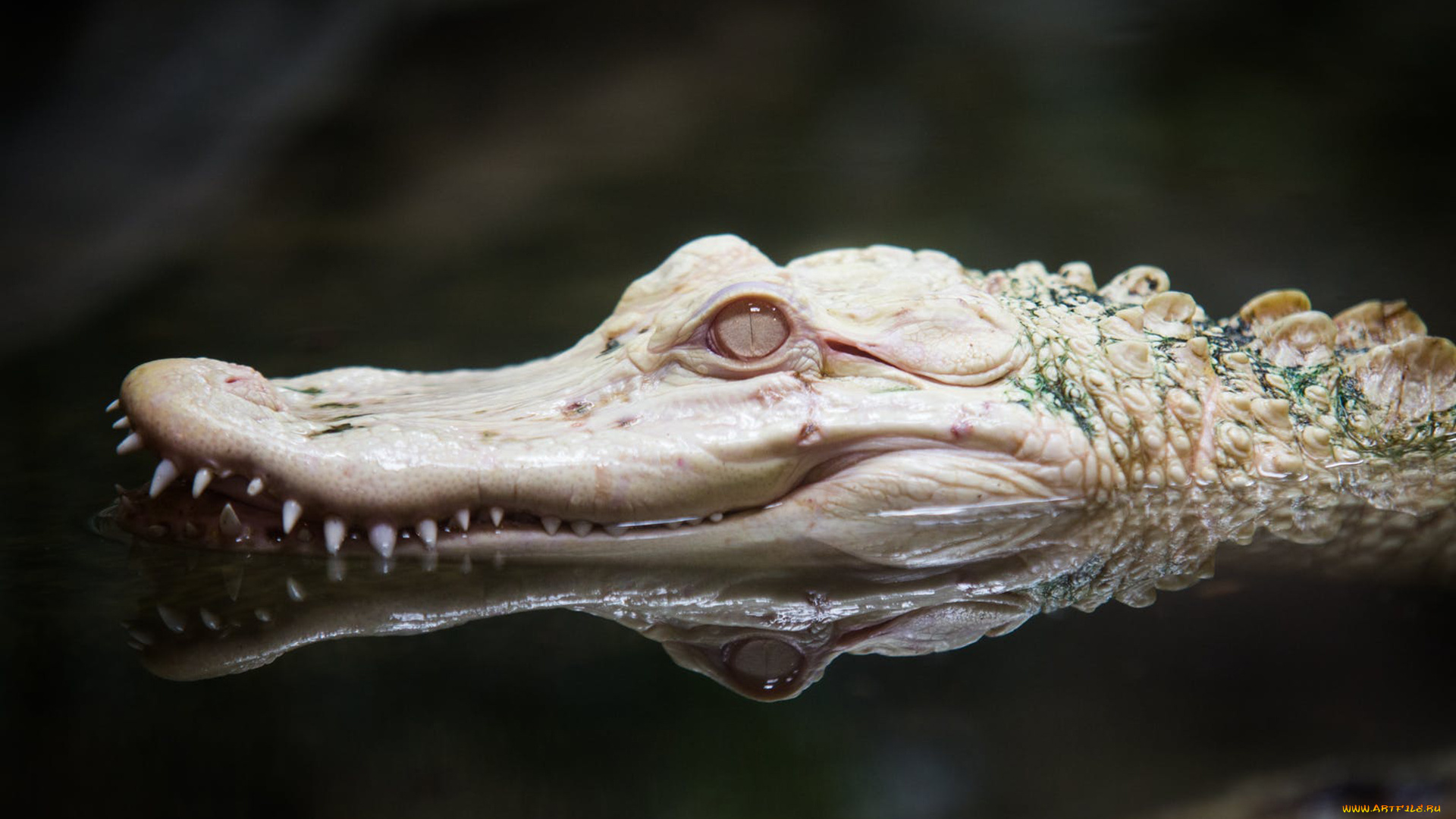крокодил, альбинос, животные, крокодилы, крокодил, альбинос, белый, аномалия, пресмыкающиеся, хищник