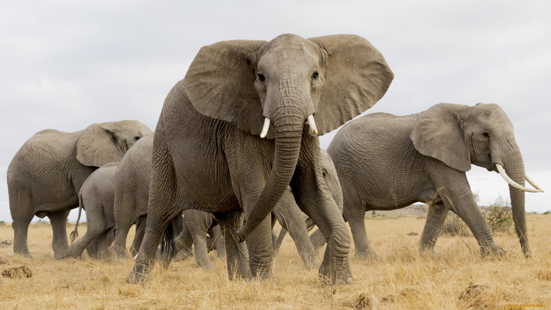 животные, слоны, стадо, агрессия, бивни, африка, слоновые, хоботные, млекопитающие