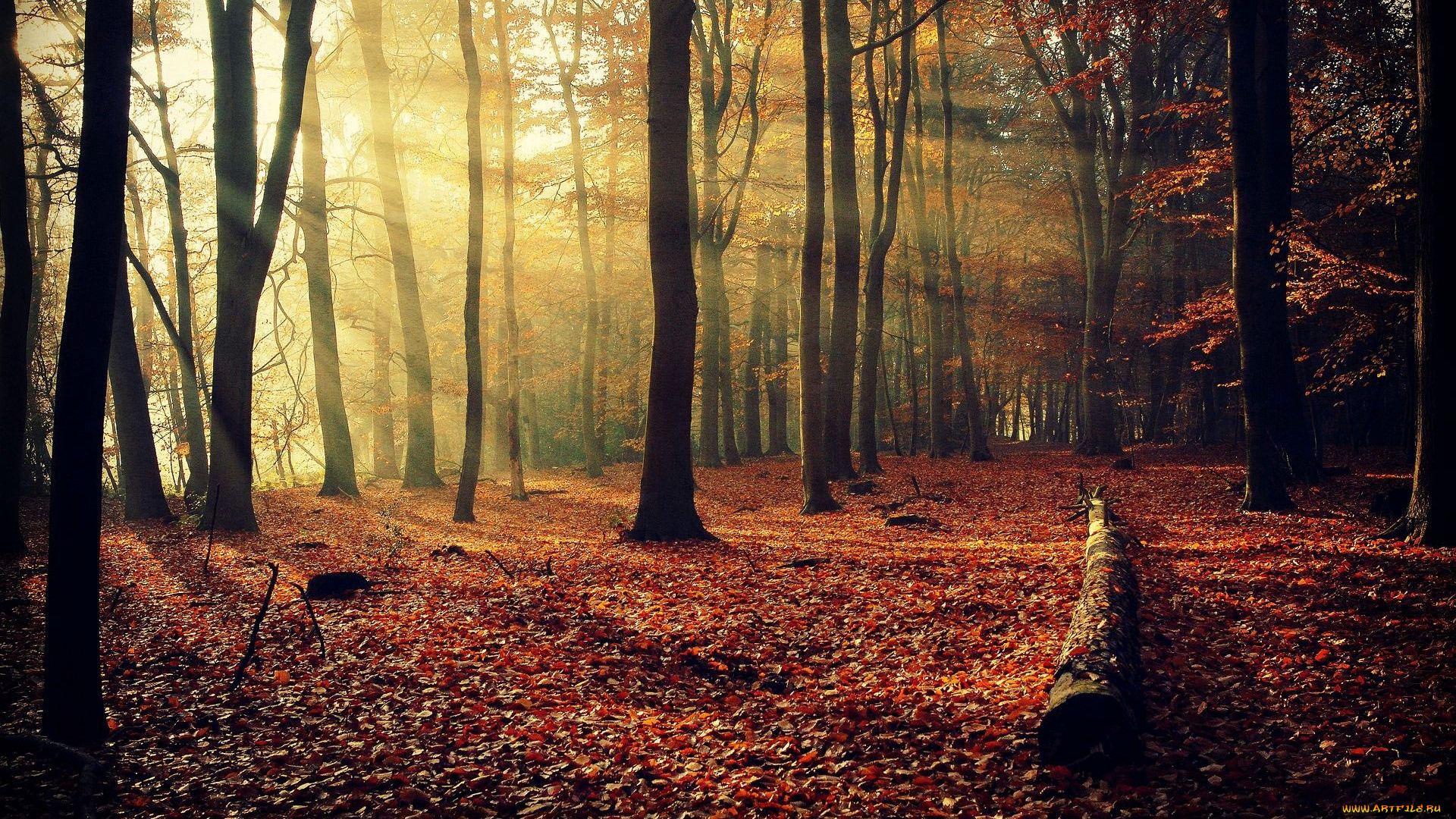 природа, лес, листья, осень, бревно