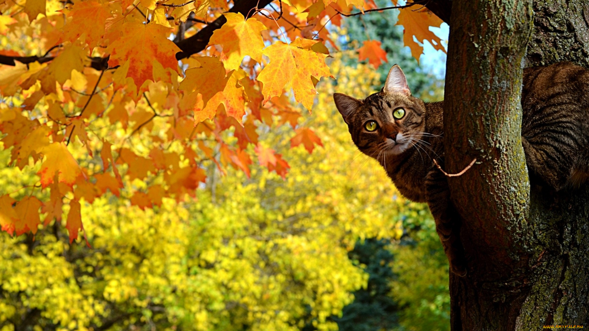 животные, коты, кот, дерево, осень