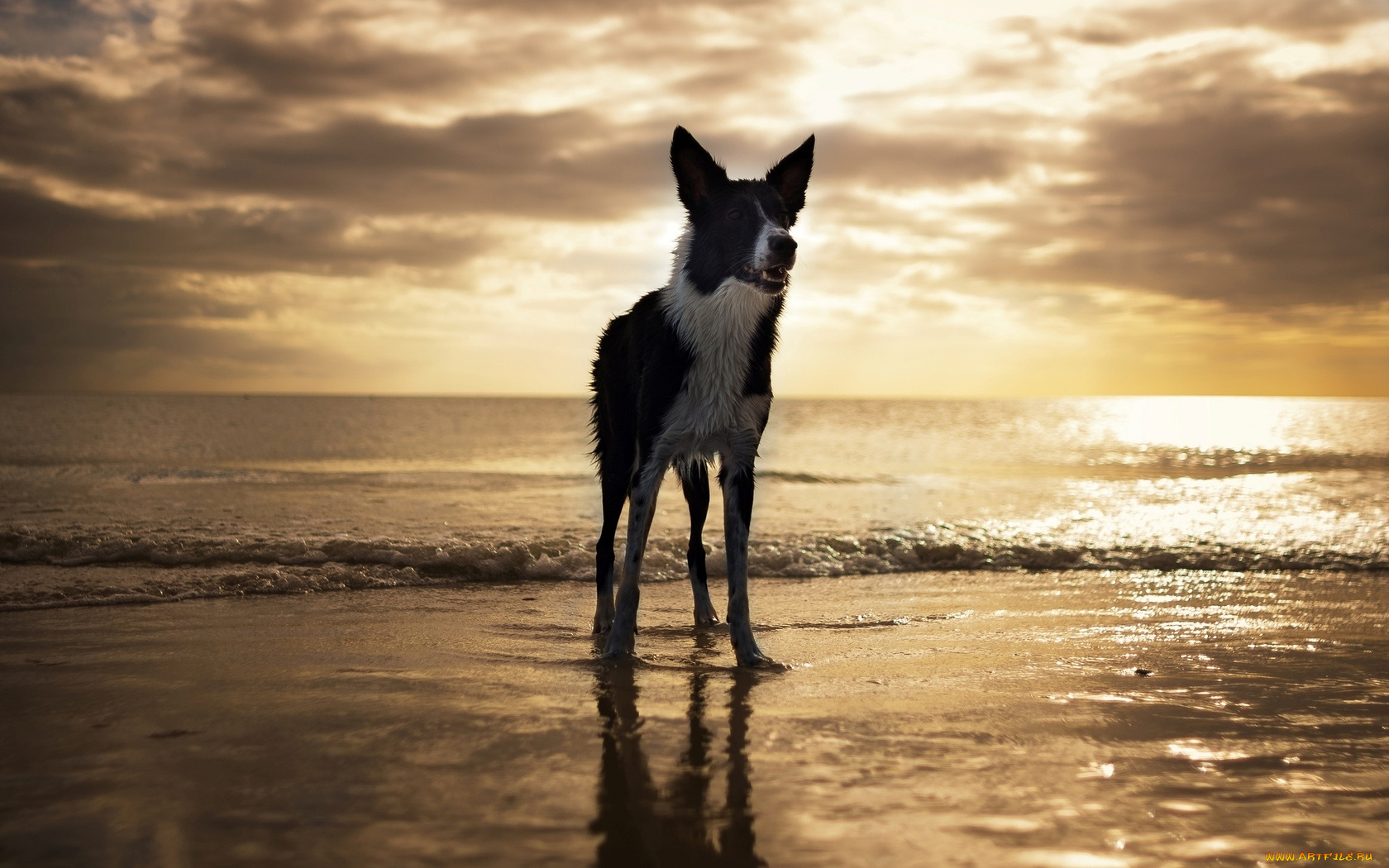 животные, собаки, пляж, собака, fort, myers, beach, florida, usa