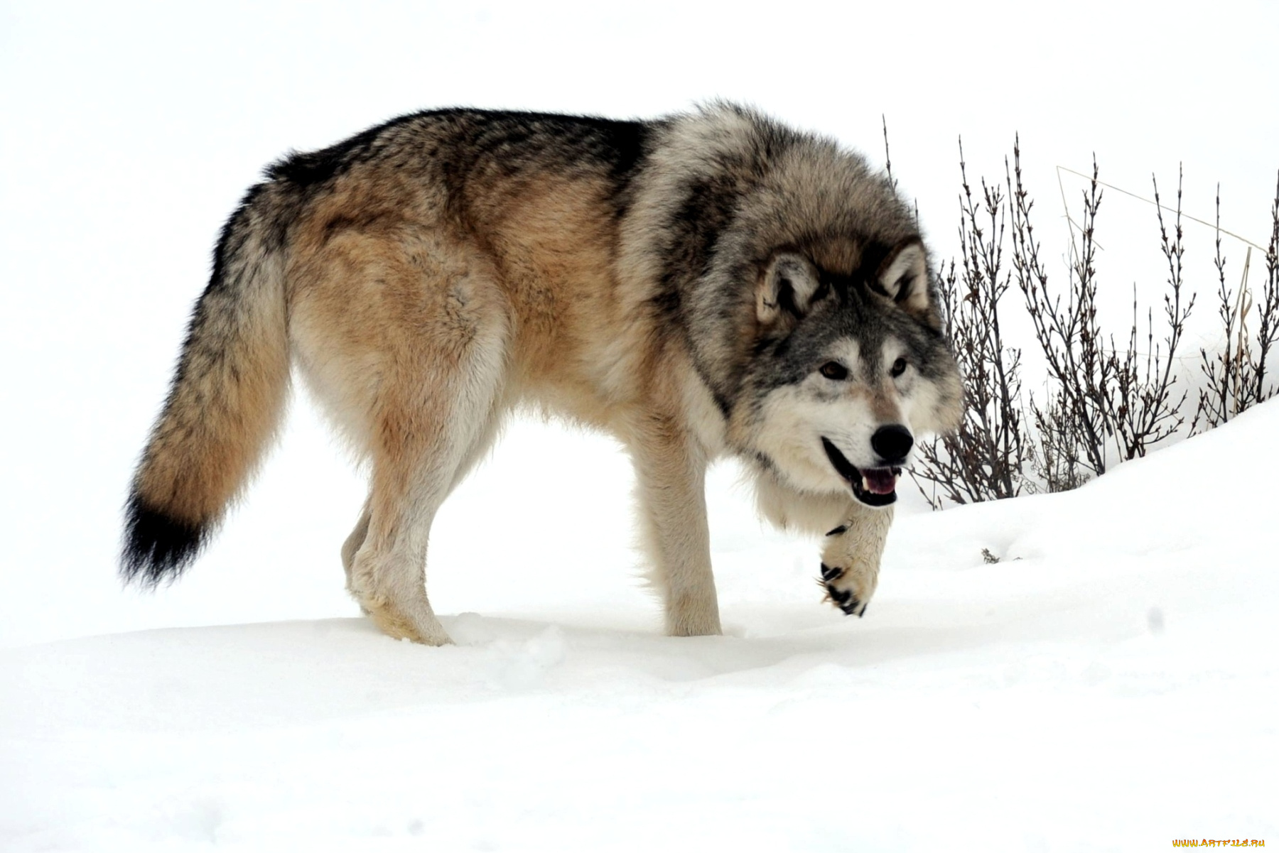 животные, волки, хищник, снег