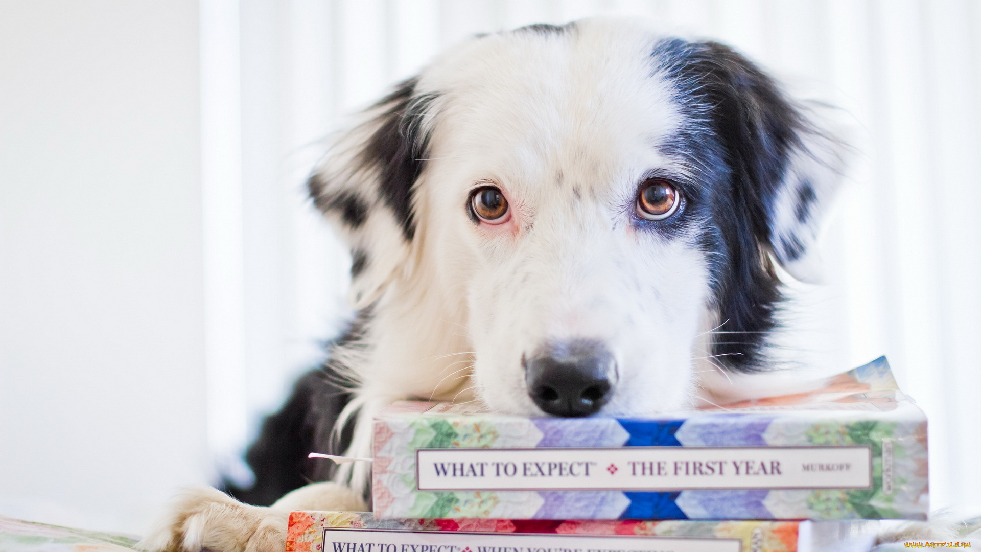 животные, собаки, книги, взгляд, собака