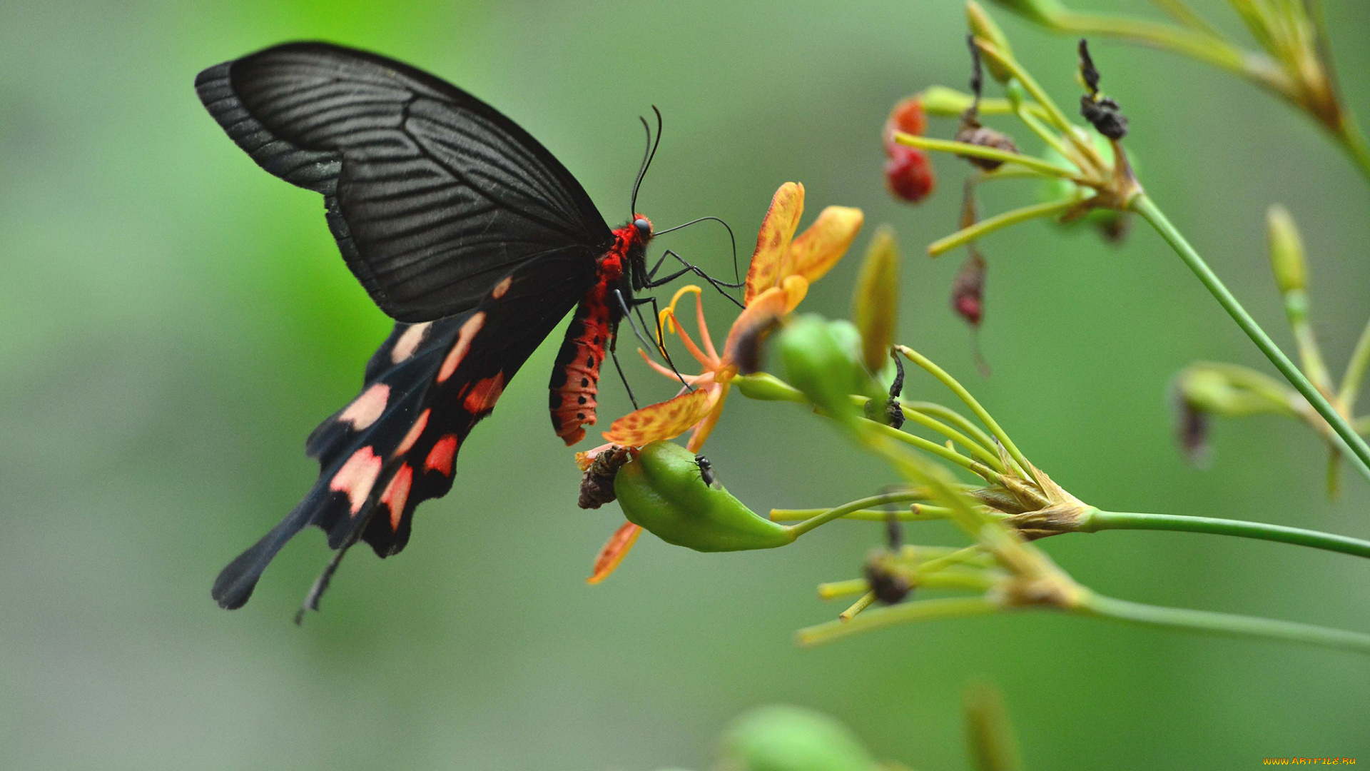 животные, бабочки, , мотыльки, , моли, крылья, мотылек, бабочка, растение, насекомое, цветок