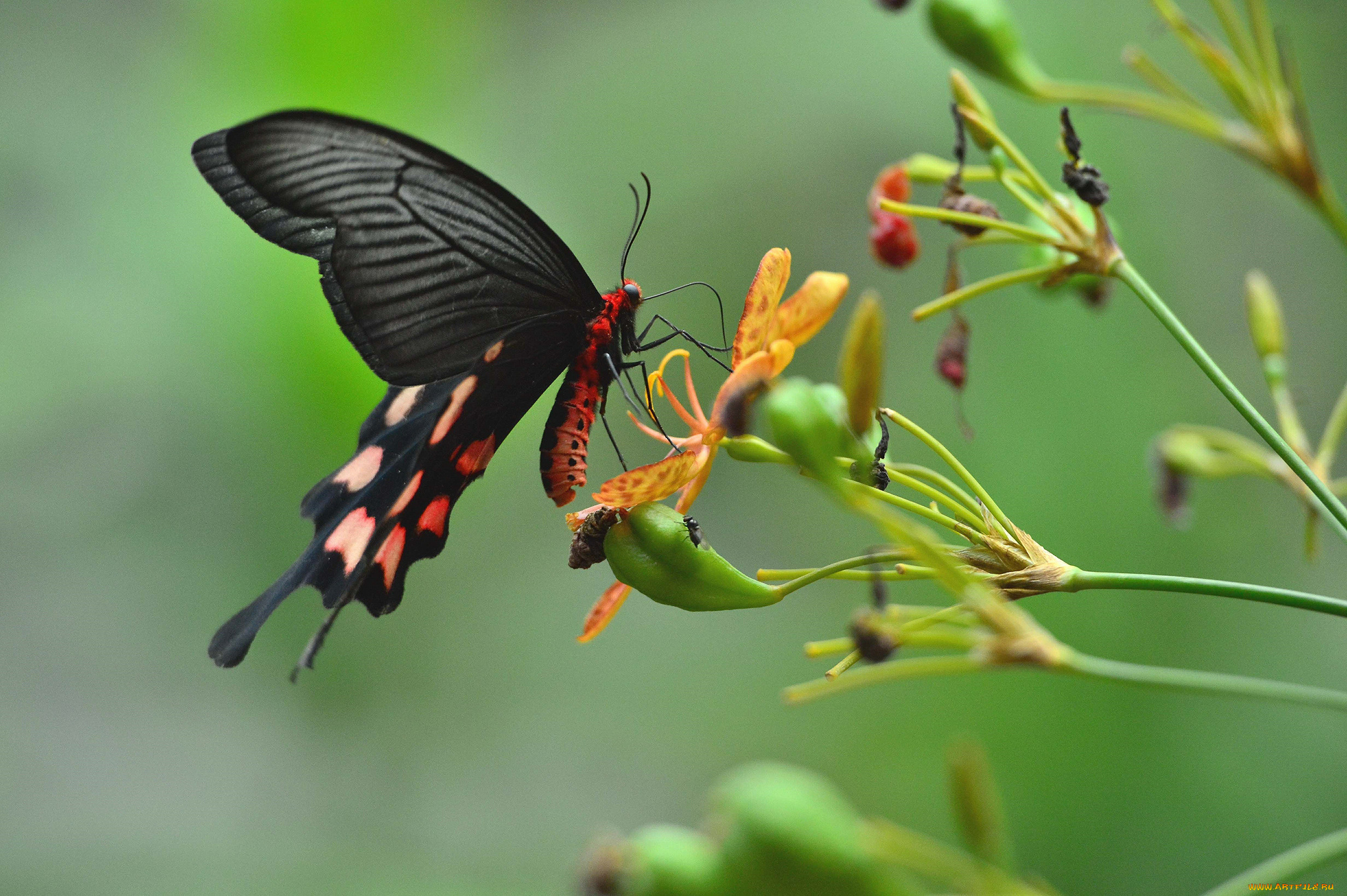 природа животное макро бабочка растение насекомое скачать