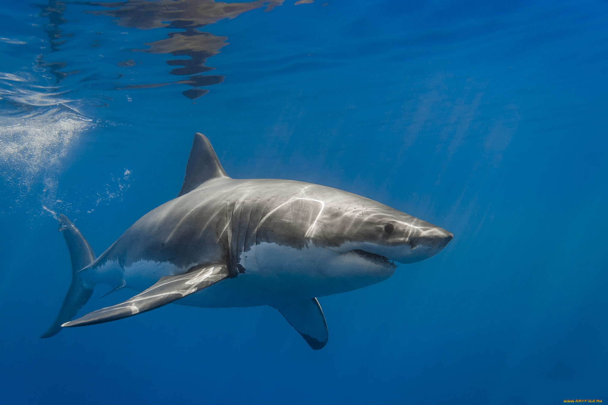 Какие акулы в пресной воде. Carcharodon carcharias. Белая акула. Большая белая акула. Белая акула фото.