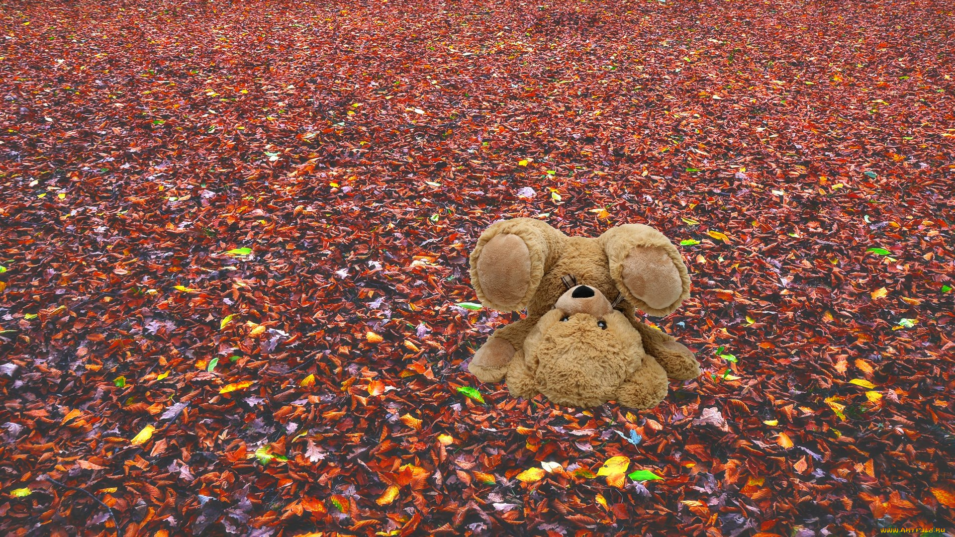 разное, игрушки, мишка, осень, листья