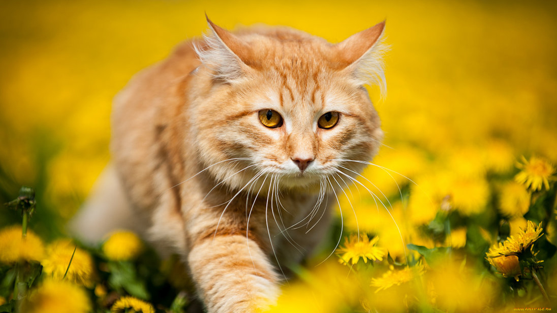 животные, коты, кот, весна, природа, цветы, желтые, одуванчики, рыжий