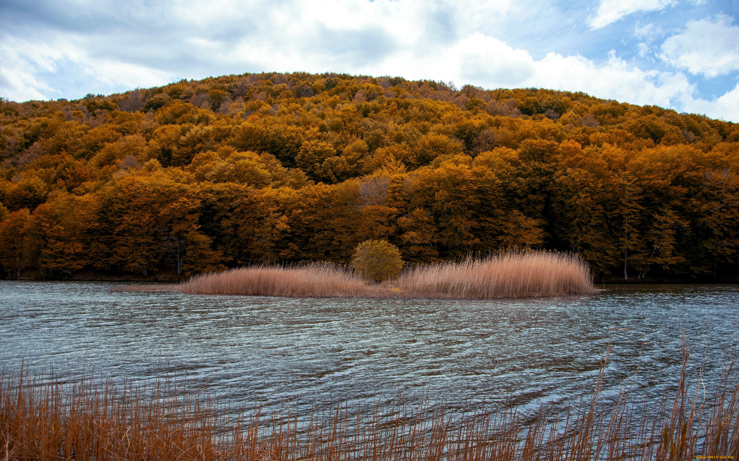 природа, реки, озера, река, лес, осень