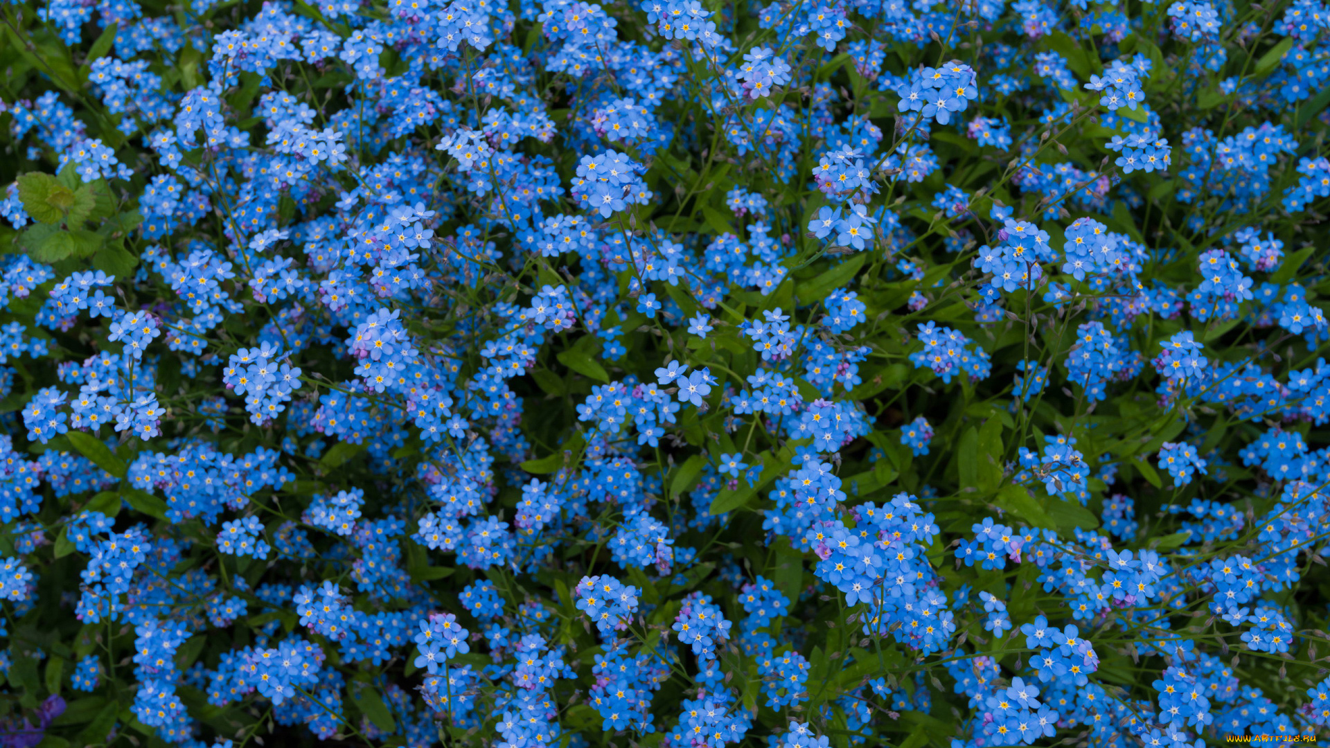 цветы, незабудки, голубые, луг