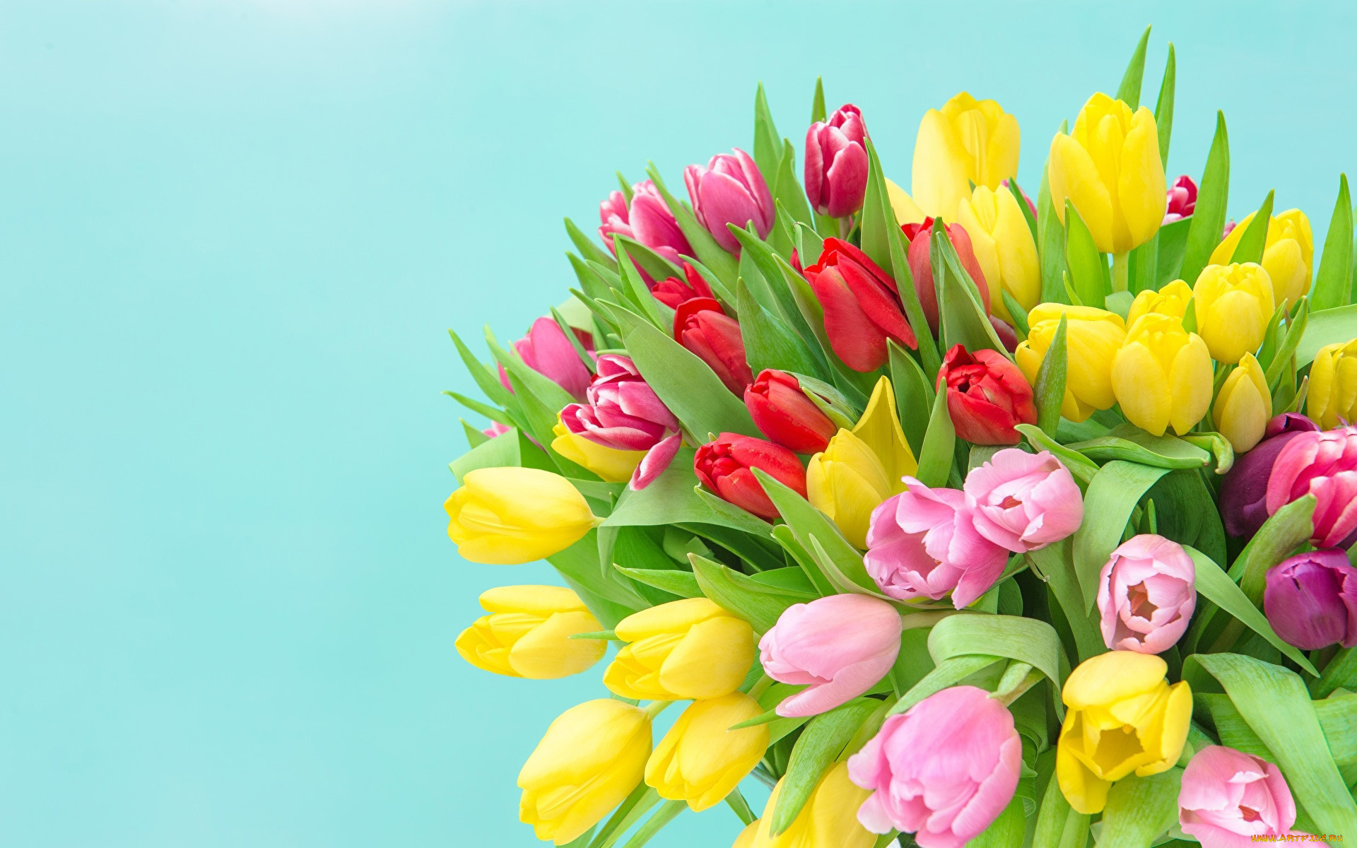 цветы, тюльпаны, букет, бутоны, разноцветные