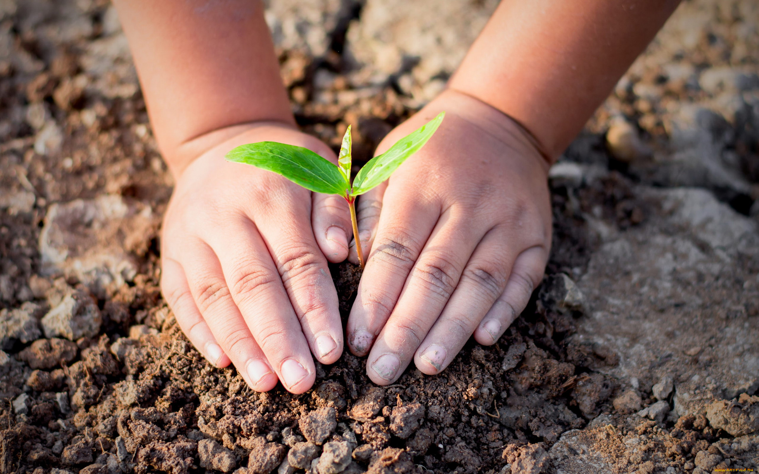 Бережно цветы. Бережное отношение к природе. Ребенок с росточками в руках. Забота об окружающей среде. Эколог это для детей.
