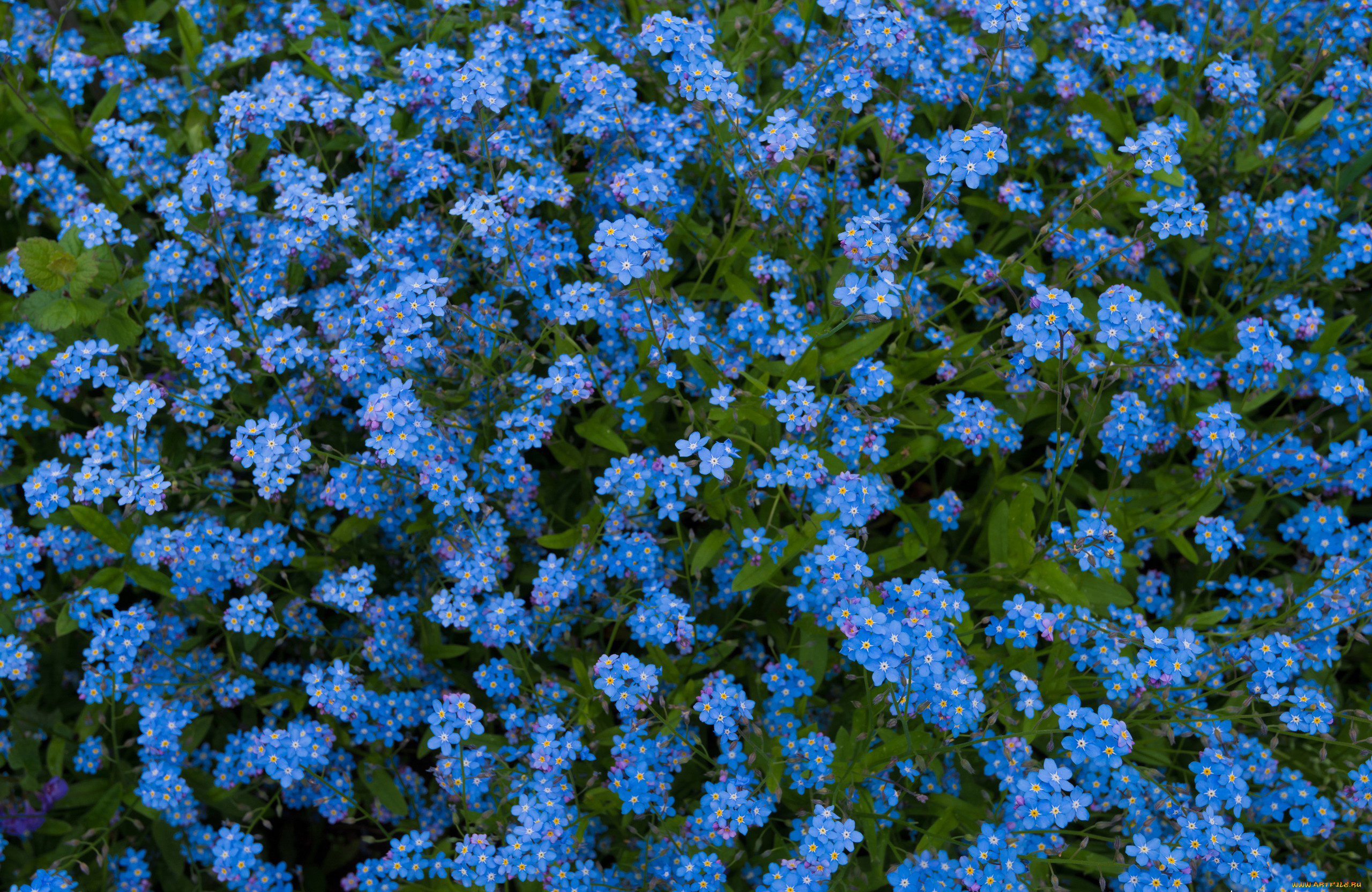 цветы, незабудки, голубые, луг