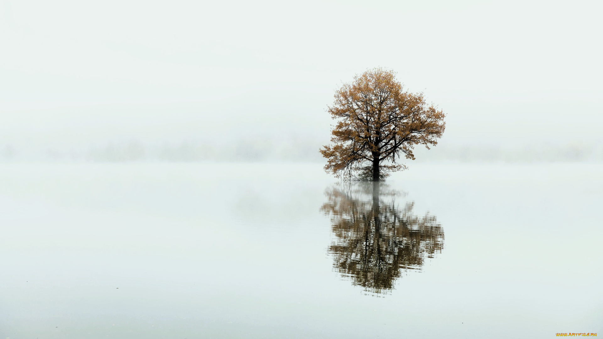 природа, деревья, дерево, осень, вода