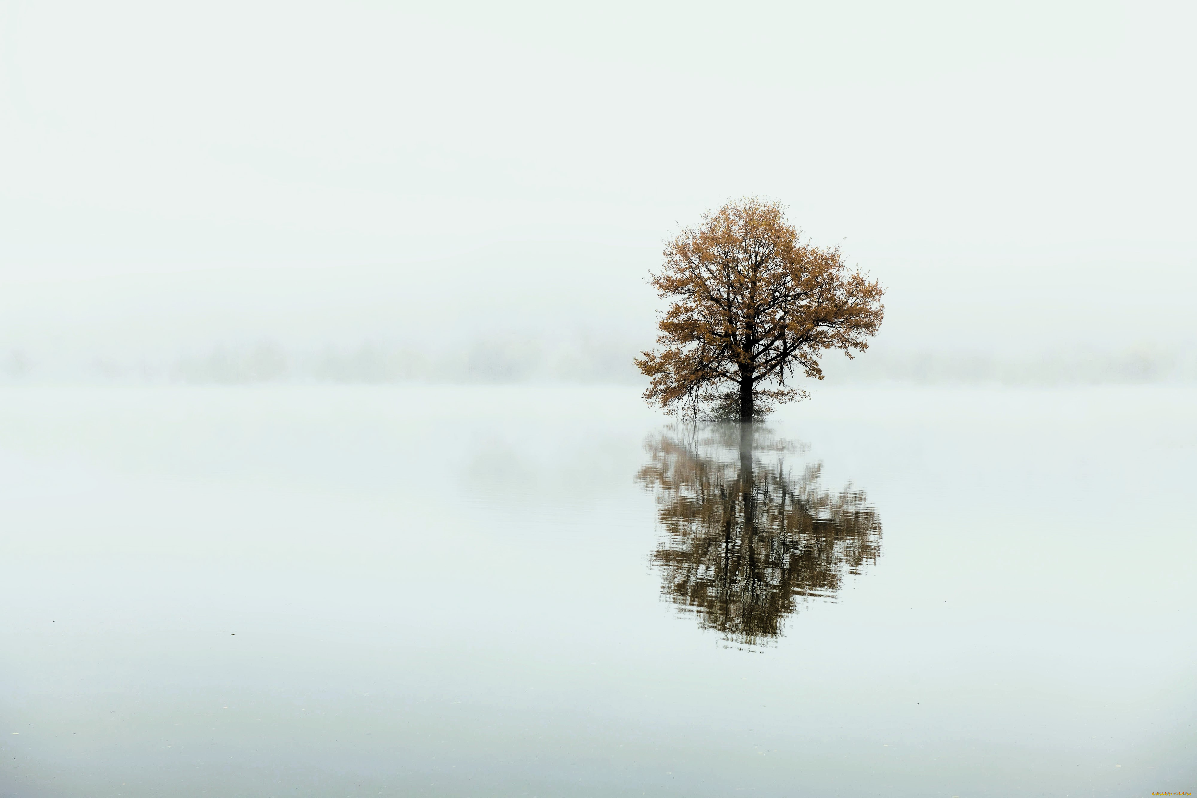 природа, деревья, дерево, осень, вода