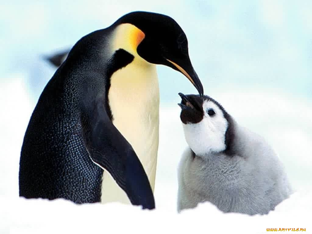 животные, пингвины