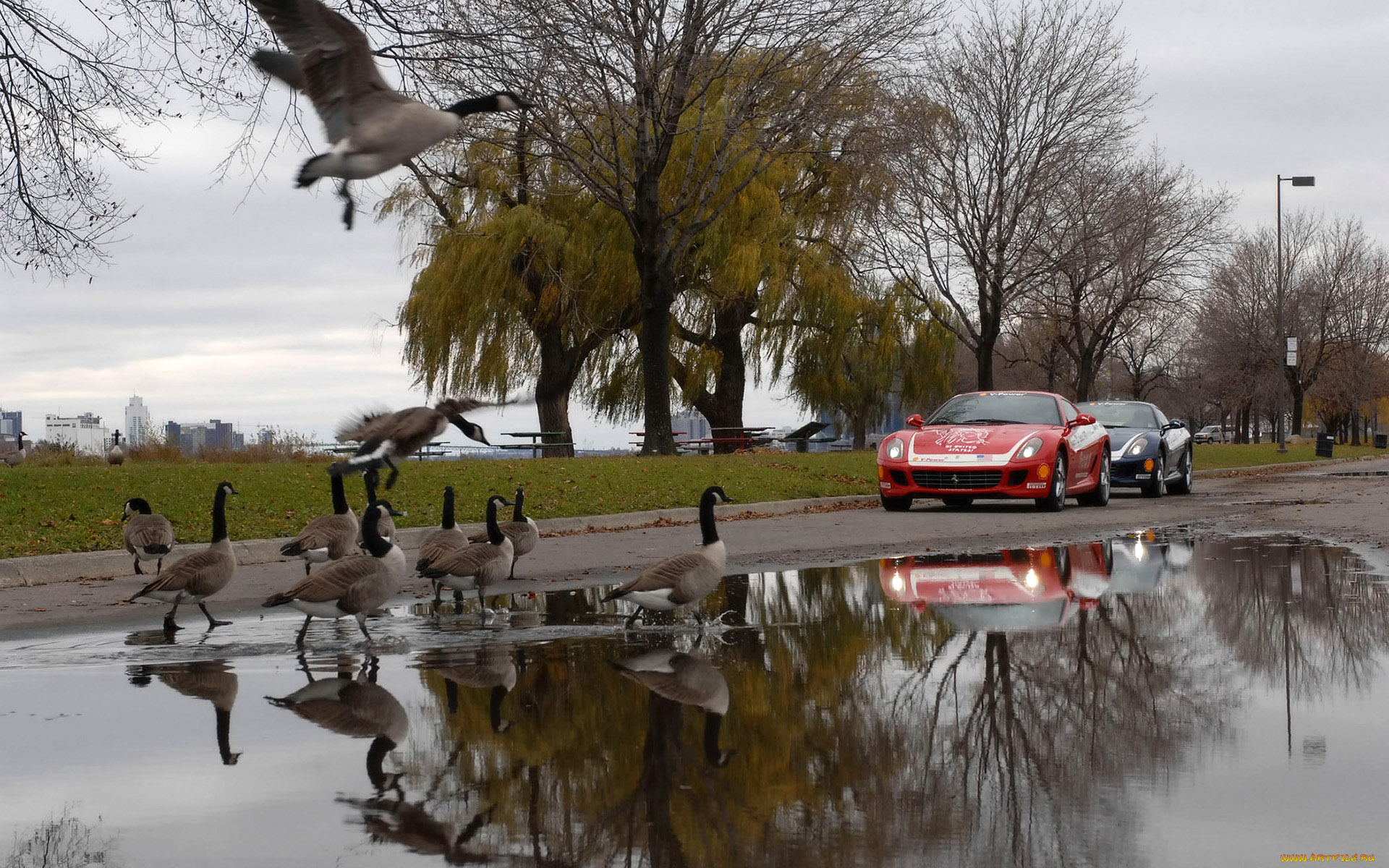 автомобили, ferrari