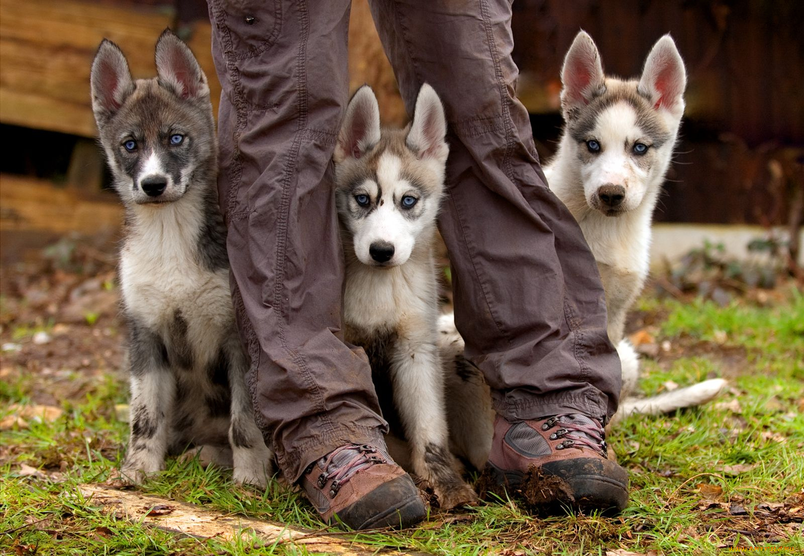 животные, собаки, щенок, dog