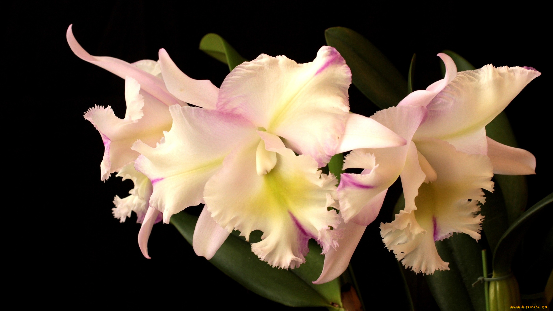 цветы, орхидеи, бледно-розовый