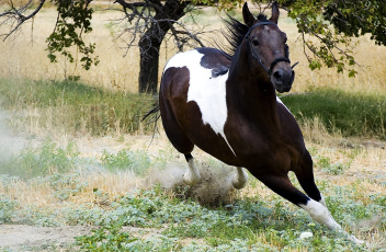 Картинка животные лошади конь лошадь пегий бег галоп