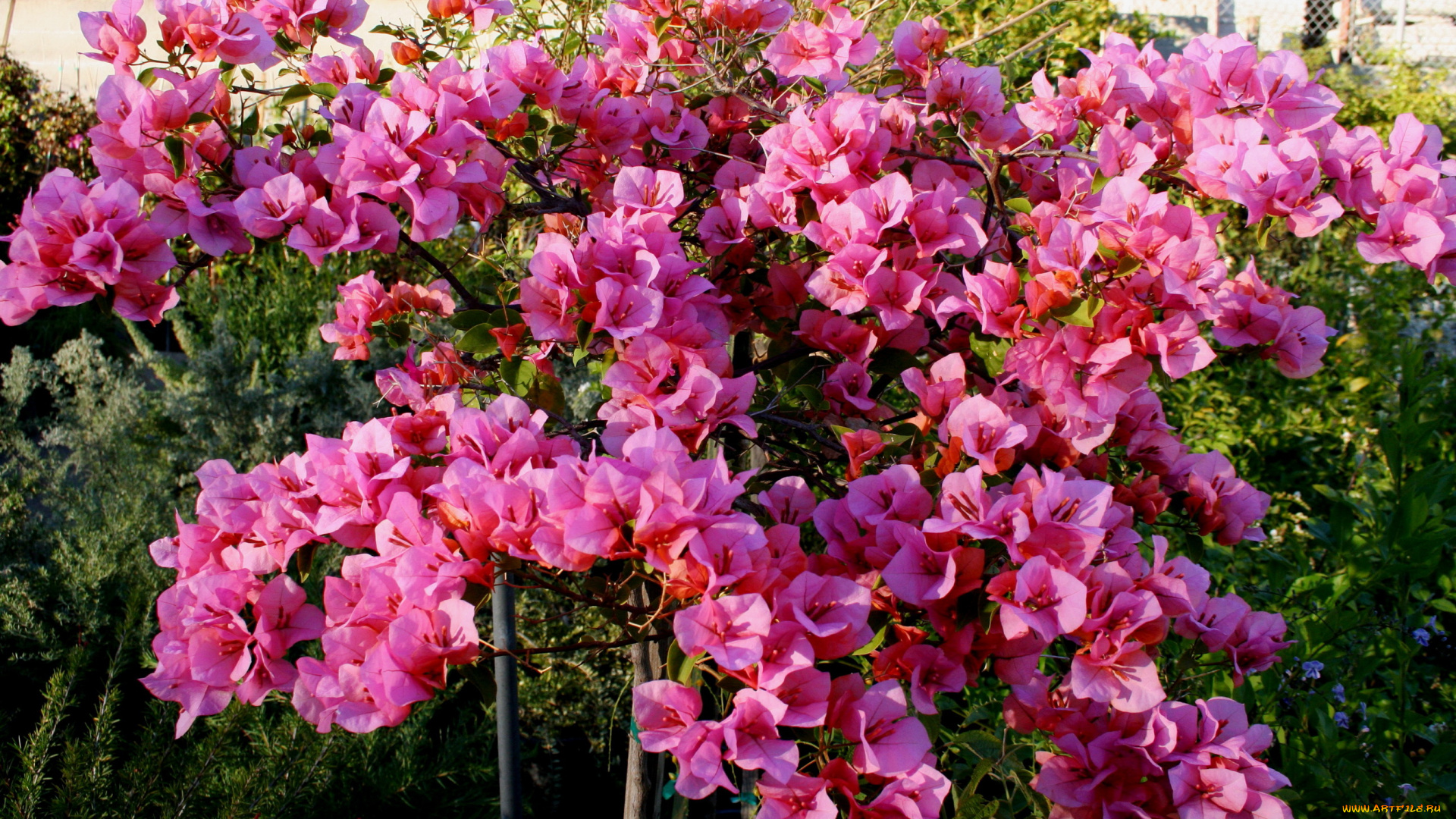 цветы, бугенвиллея, bougainvillea, розовая