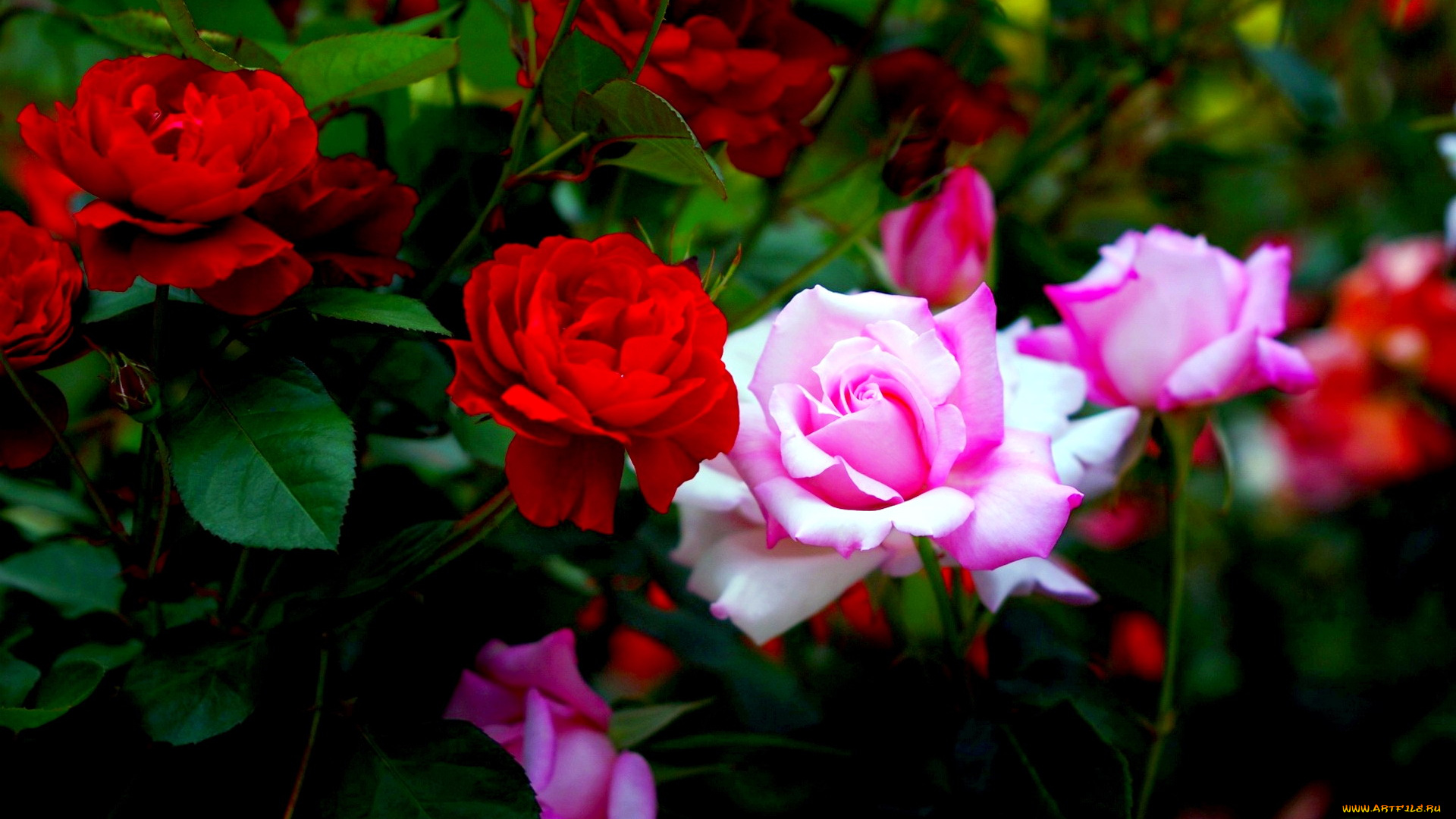 цветы, розы, розовый, красный