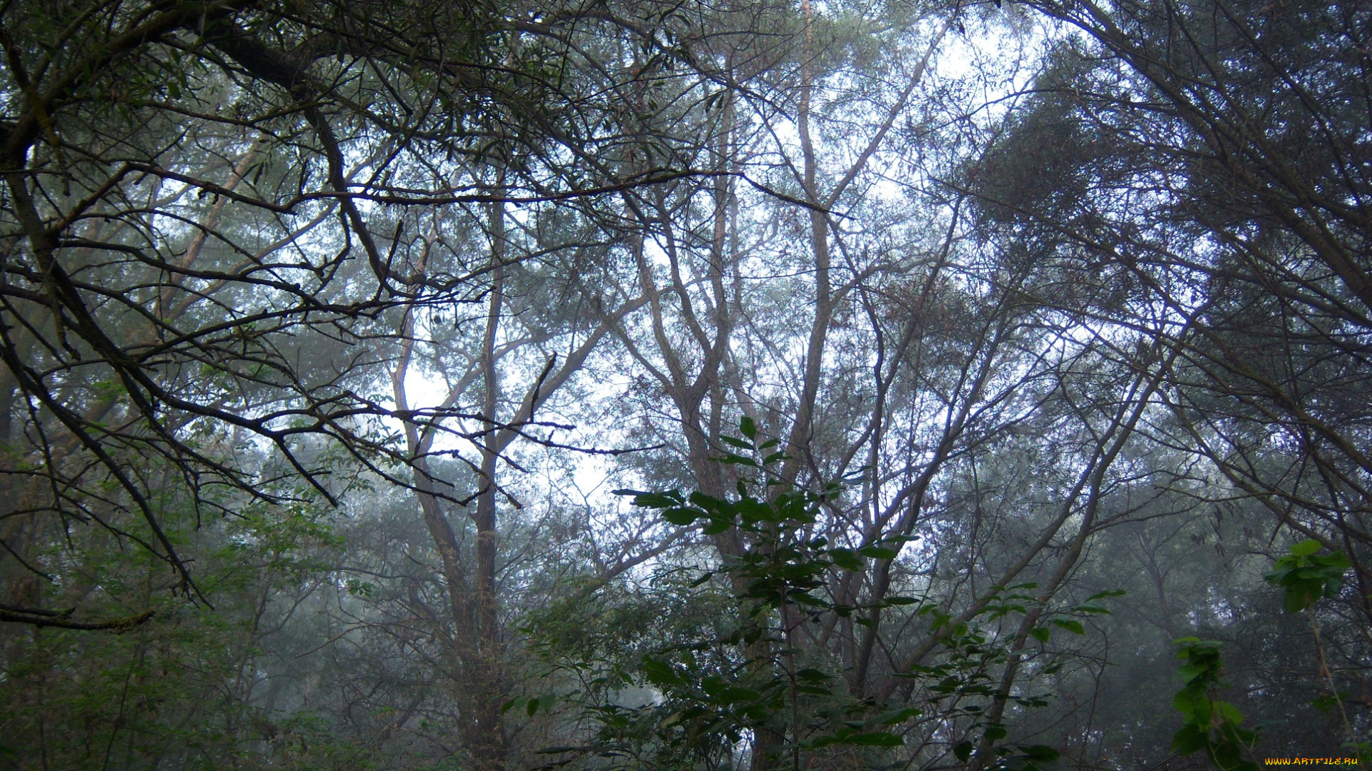 природа, деревья, туман, ветви