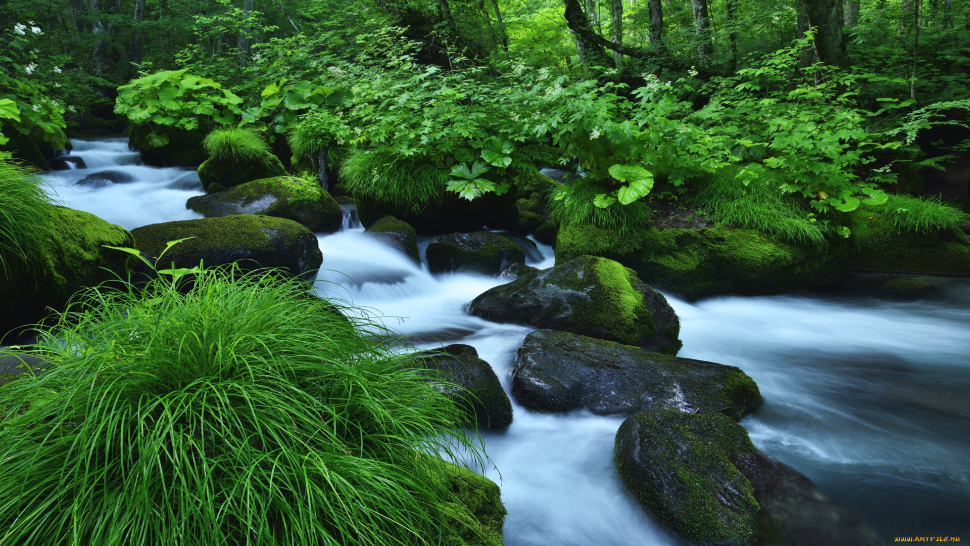 природа, реки, озера, поток, трава, зелень