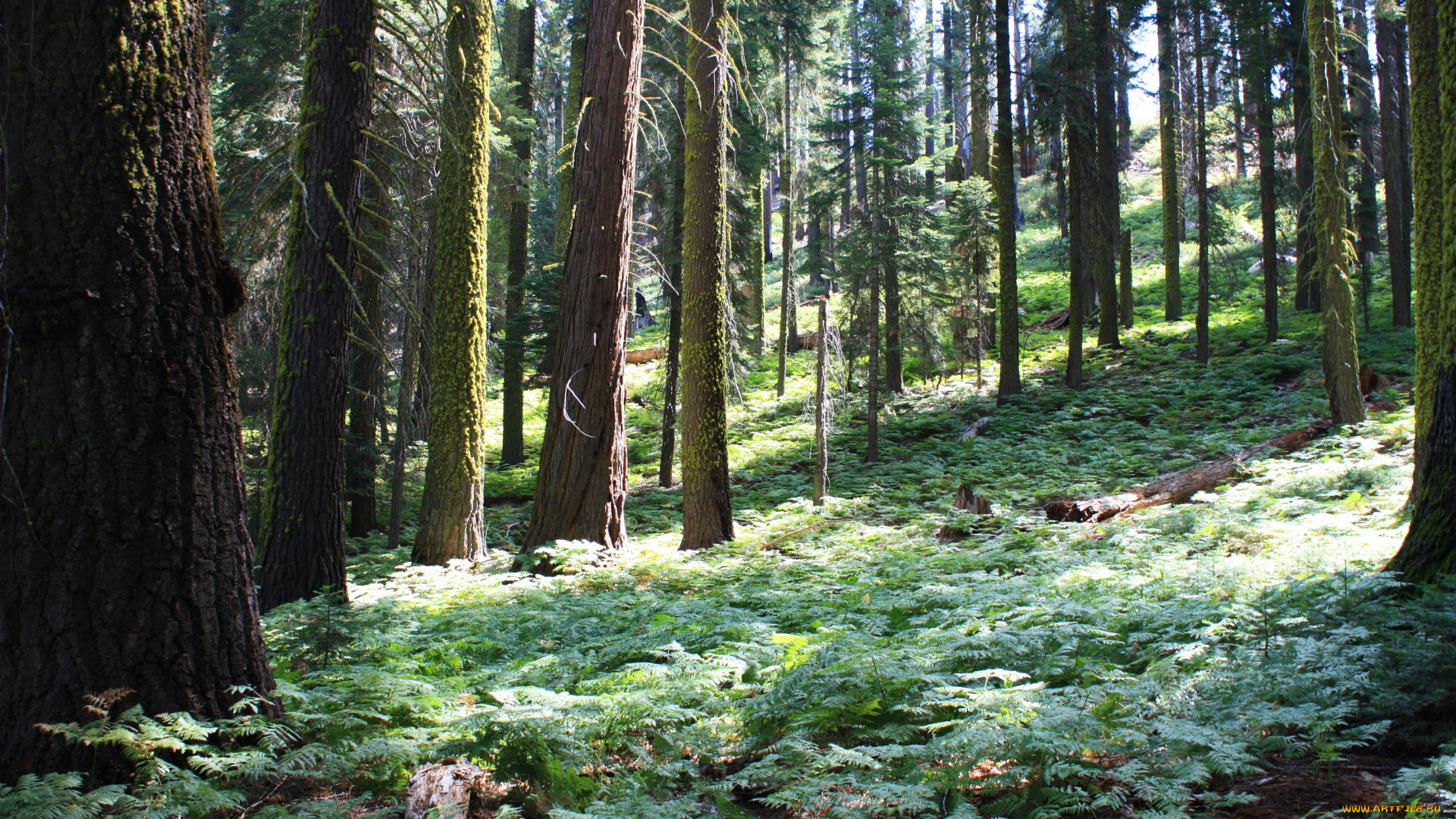 sequoia, national, park, california, сша, природа, лес, парк, трава, калифорния