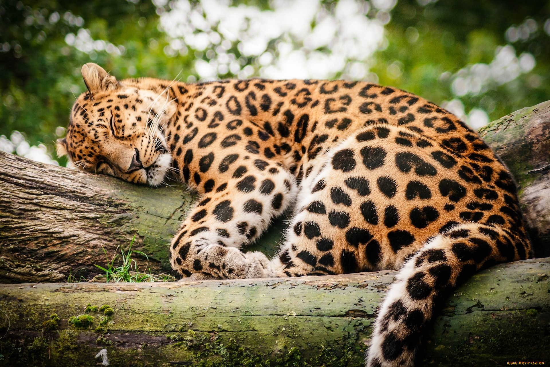 животные, леопарды, отдых, сон, бревно, леопард
