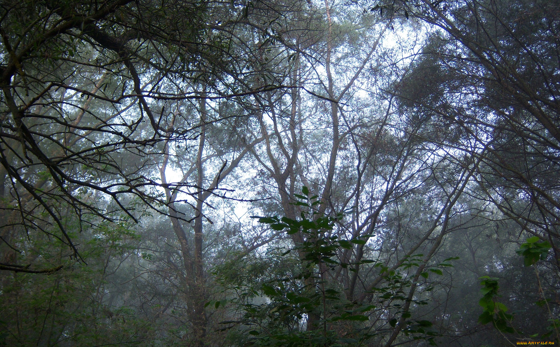 природа, деревья, туман, ветви